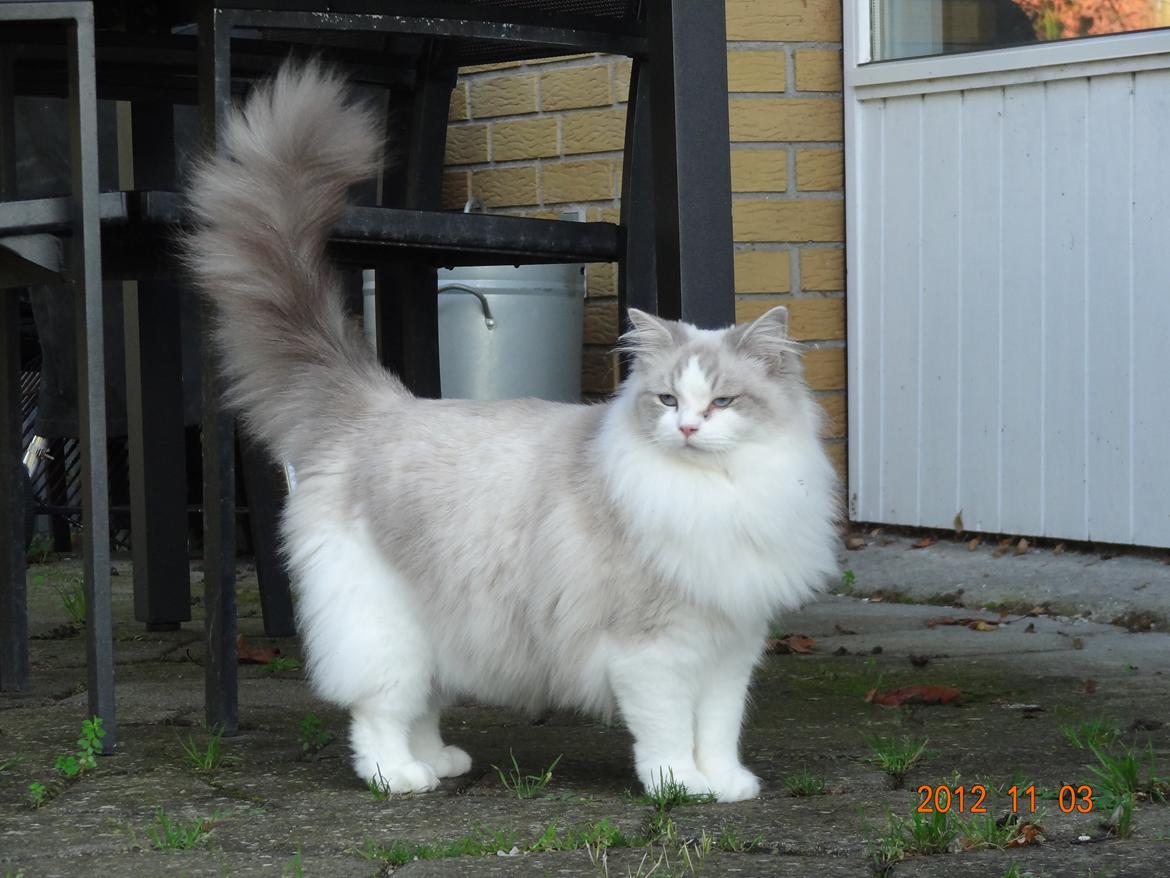 Ragdoll Patriarca Poupitoo billede 1
