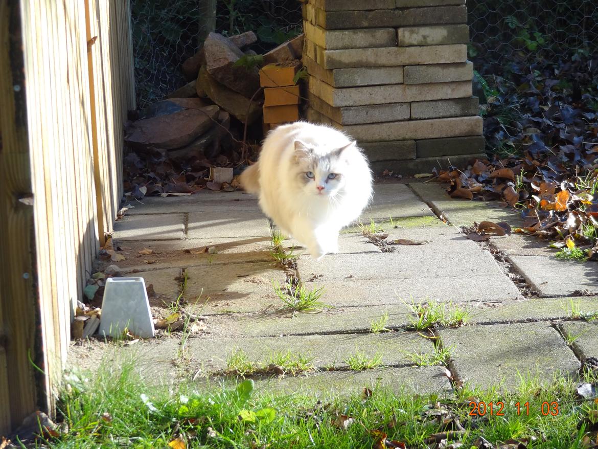 Ragdoll Patriarca Poupitoo billede 3