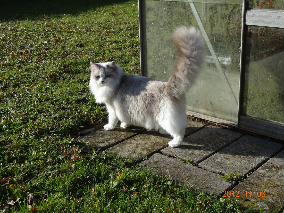 Ragdoll Patriarca Poupitoo billede 4