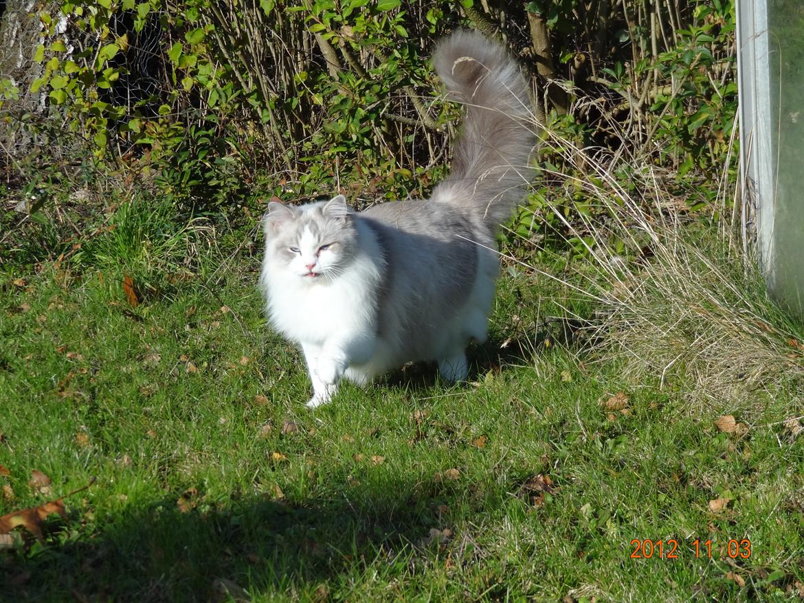 Ragdoll Patriarca Poupitoo billede 5