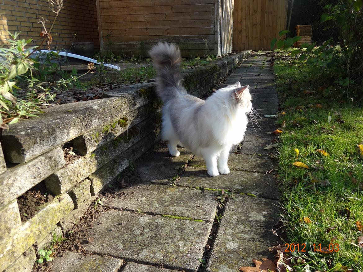 Ragdoll Patriarca Poupitoo billede 6