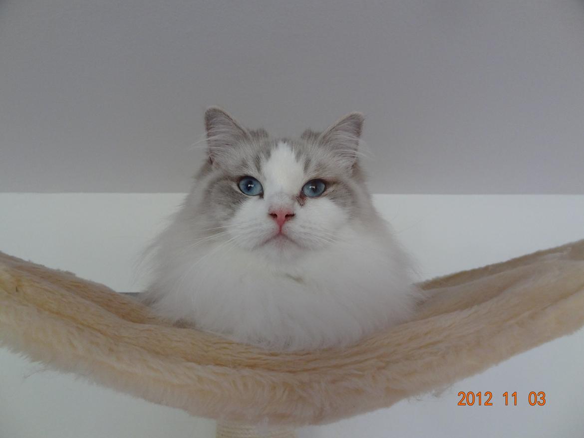 Ragdoll Patriarca Poupitoo billede 7