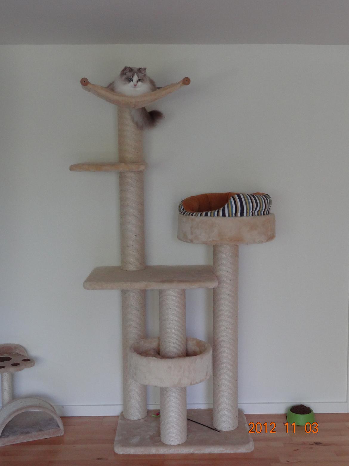 Ragdoll Patriarca Poupitoo billede 8