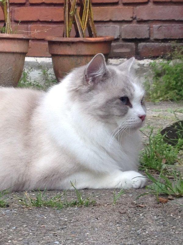 Ragdoll Patriarca Poupitoo billede 9