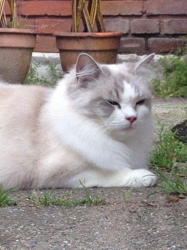 Ragdoll Patriarca Poupitoo billede 10