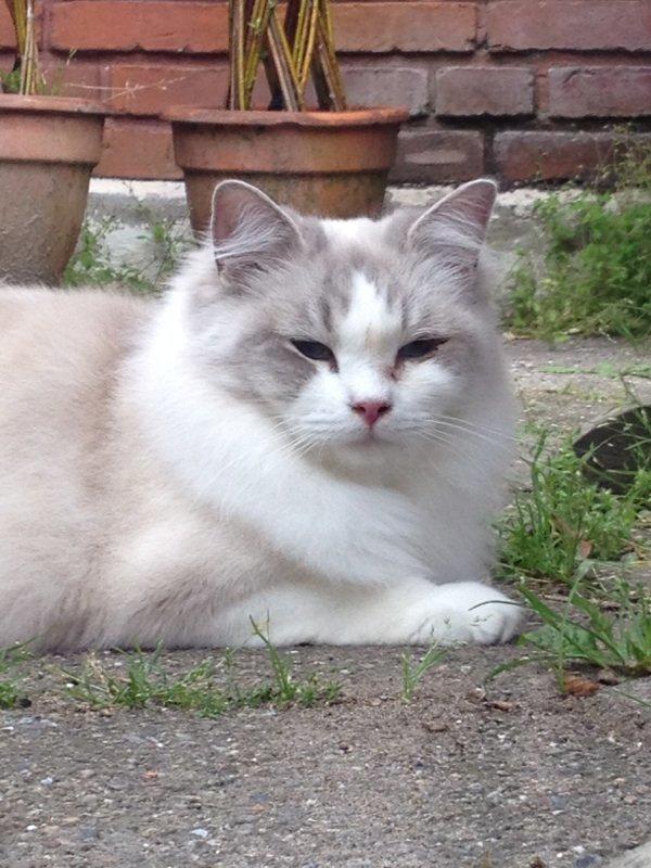 Ragdoll Patriarca Poupitoo billede 11