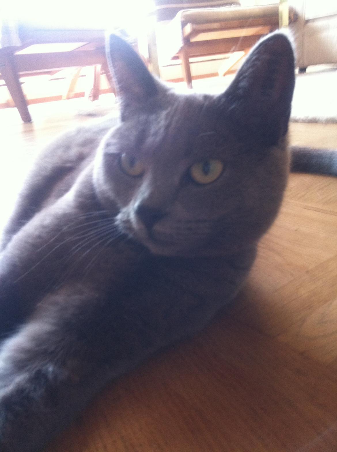 Korat mille billede 1