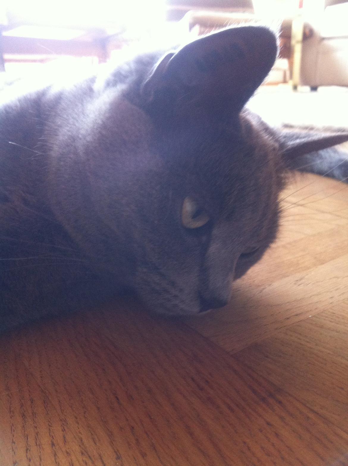 Korat mille billede 2