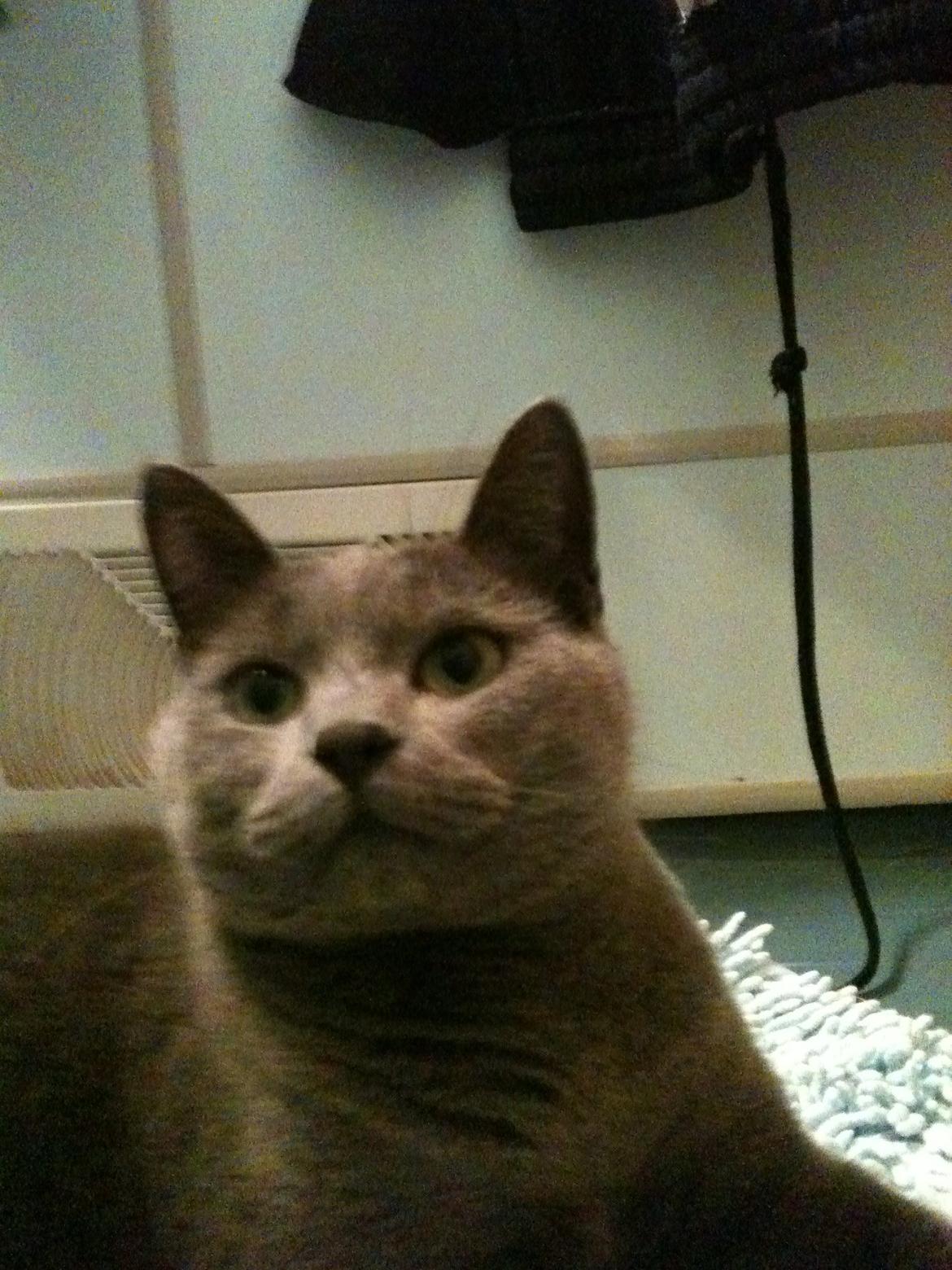 Korat mille billede 3