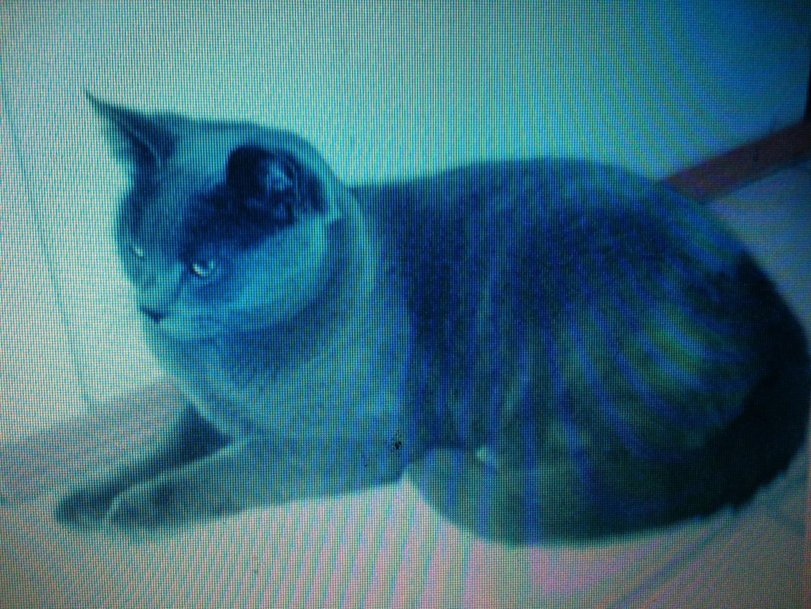 Korat mille billede 4