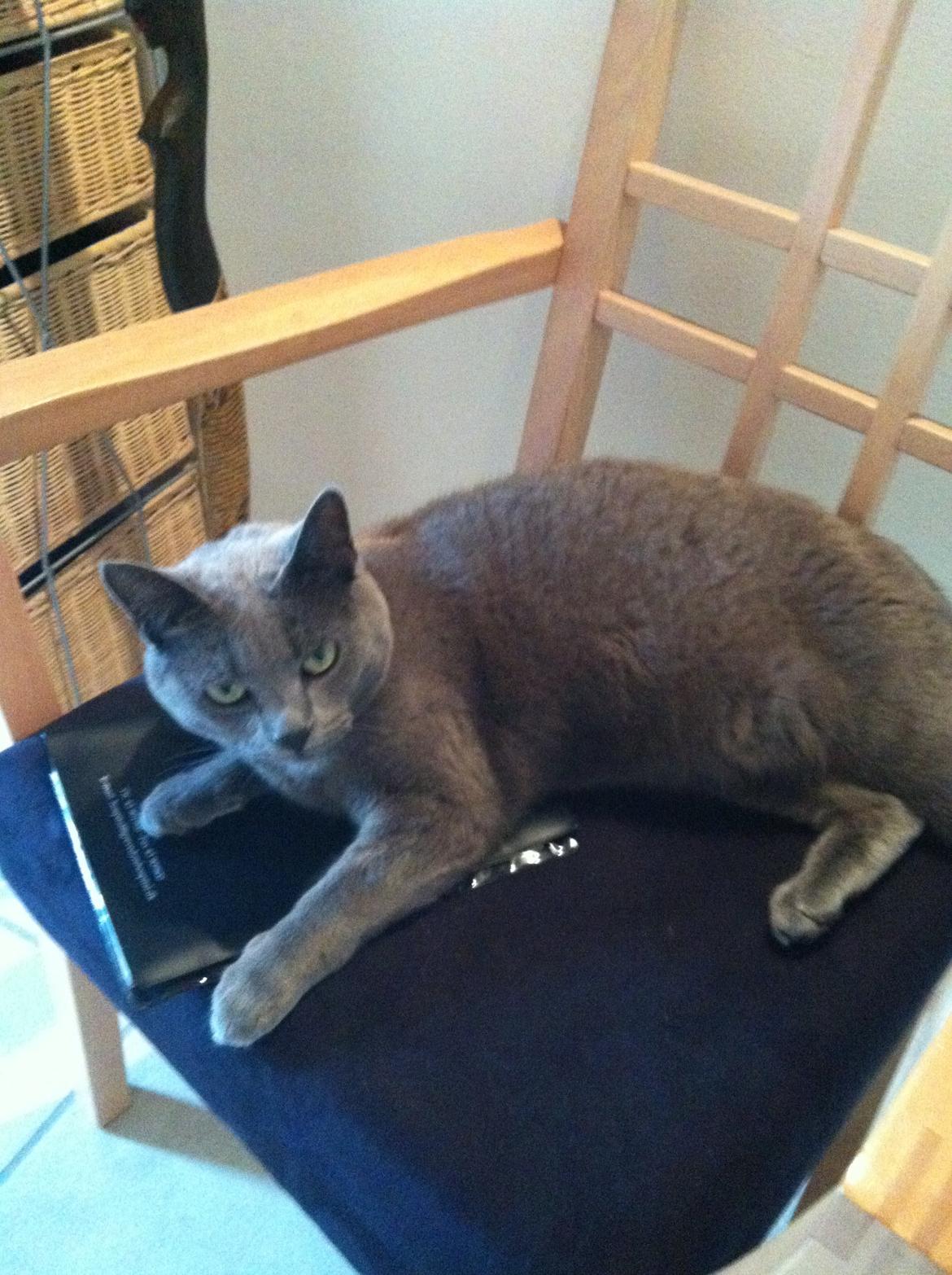 Korat mille billede 5