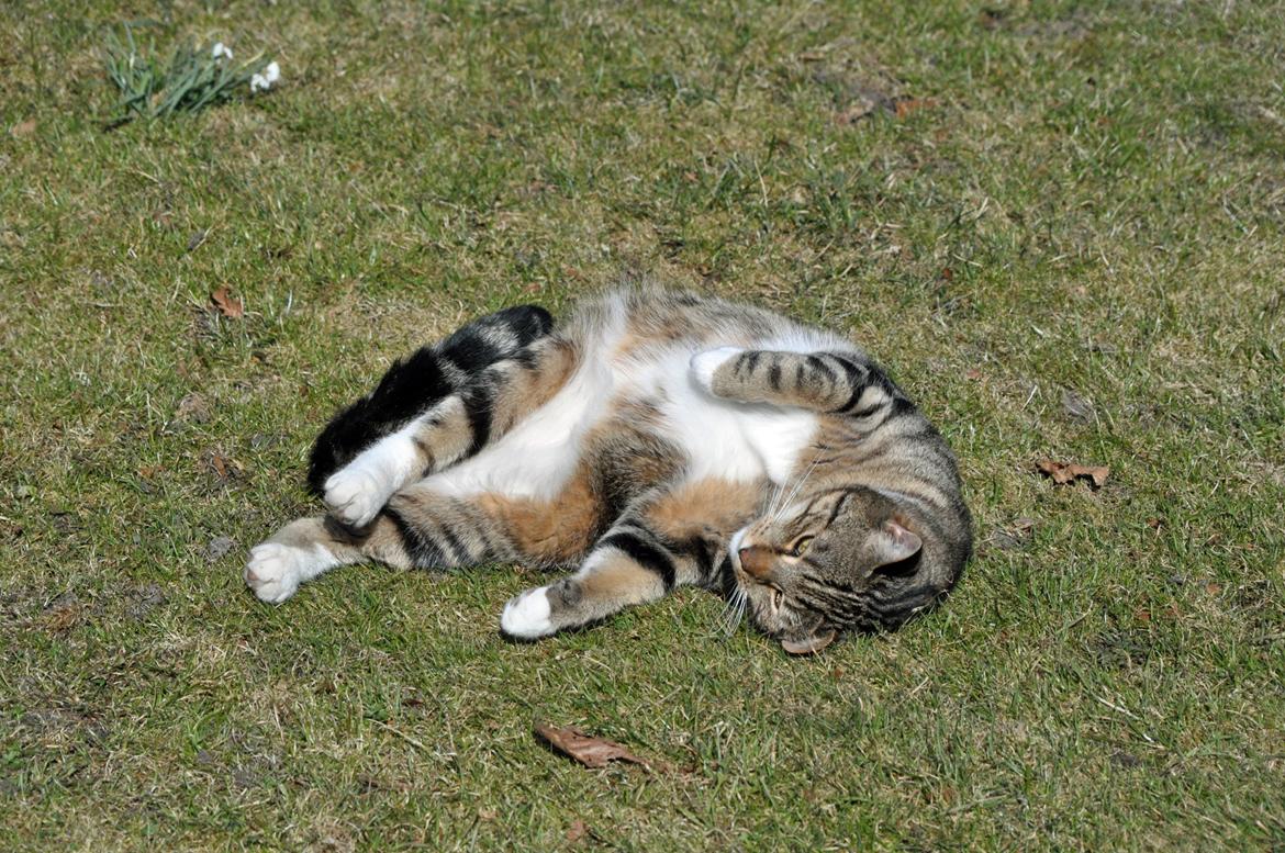 Huskat Milo *R.I.P.* billede 2