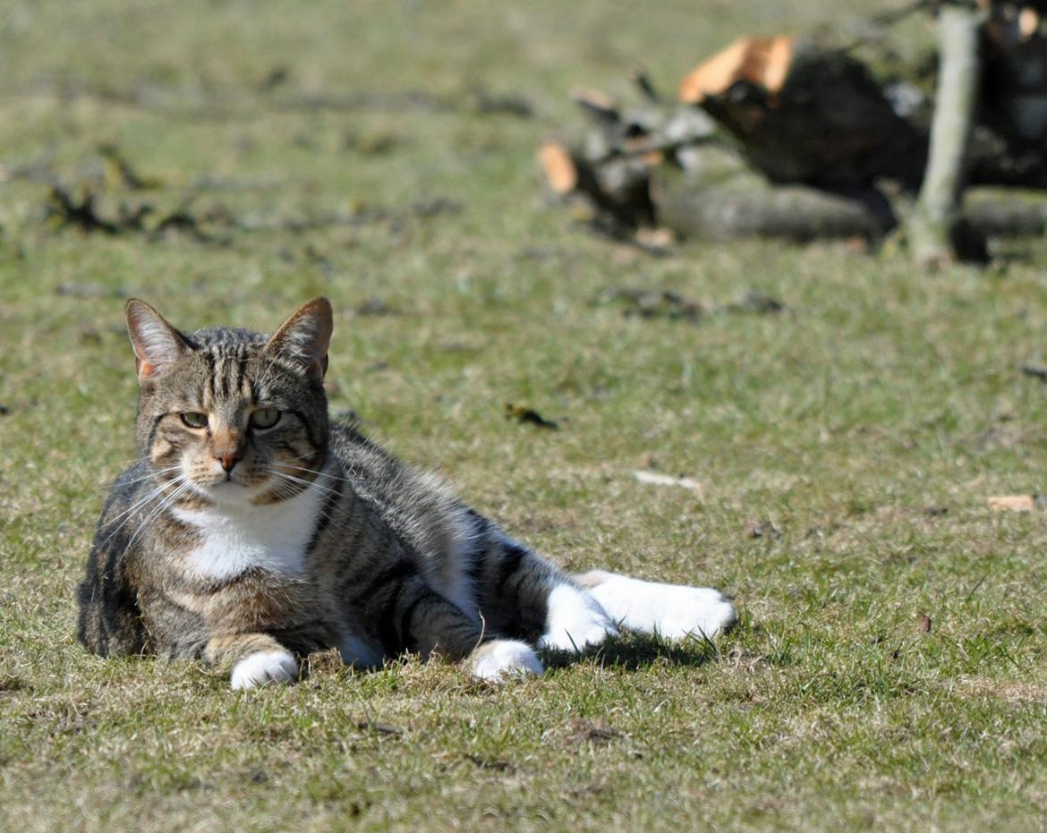 Huskat Milo *R.I.P.* billede 3