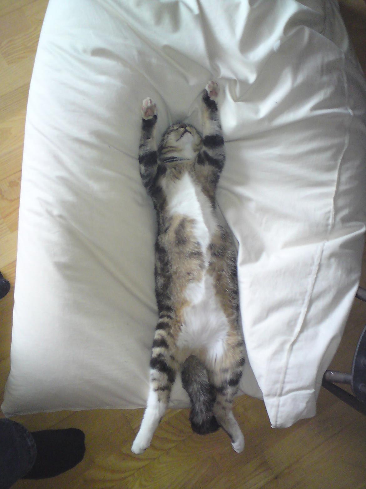 Huskat Milo *R.I.P.* billede 4