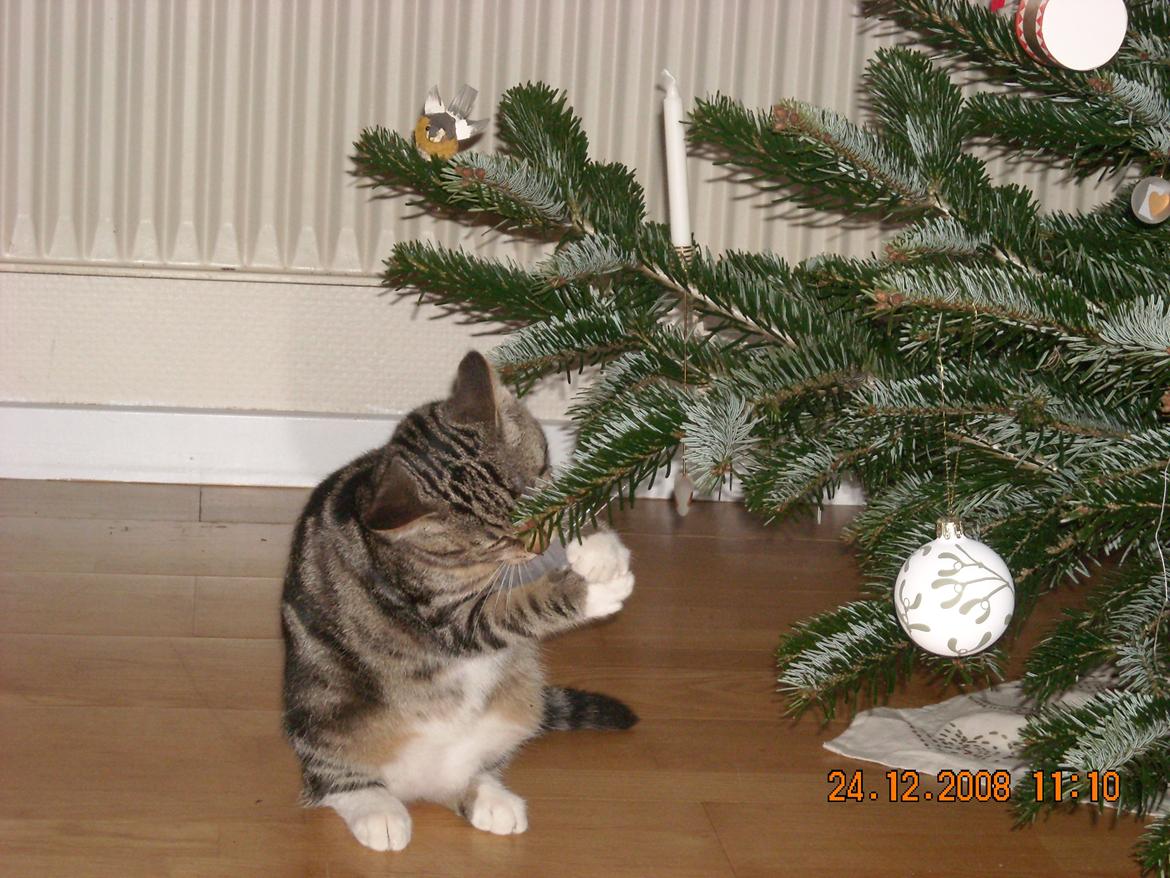 Huskat Milo *R.I.P.* billede 5