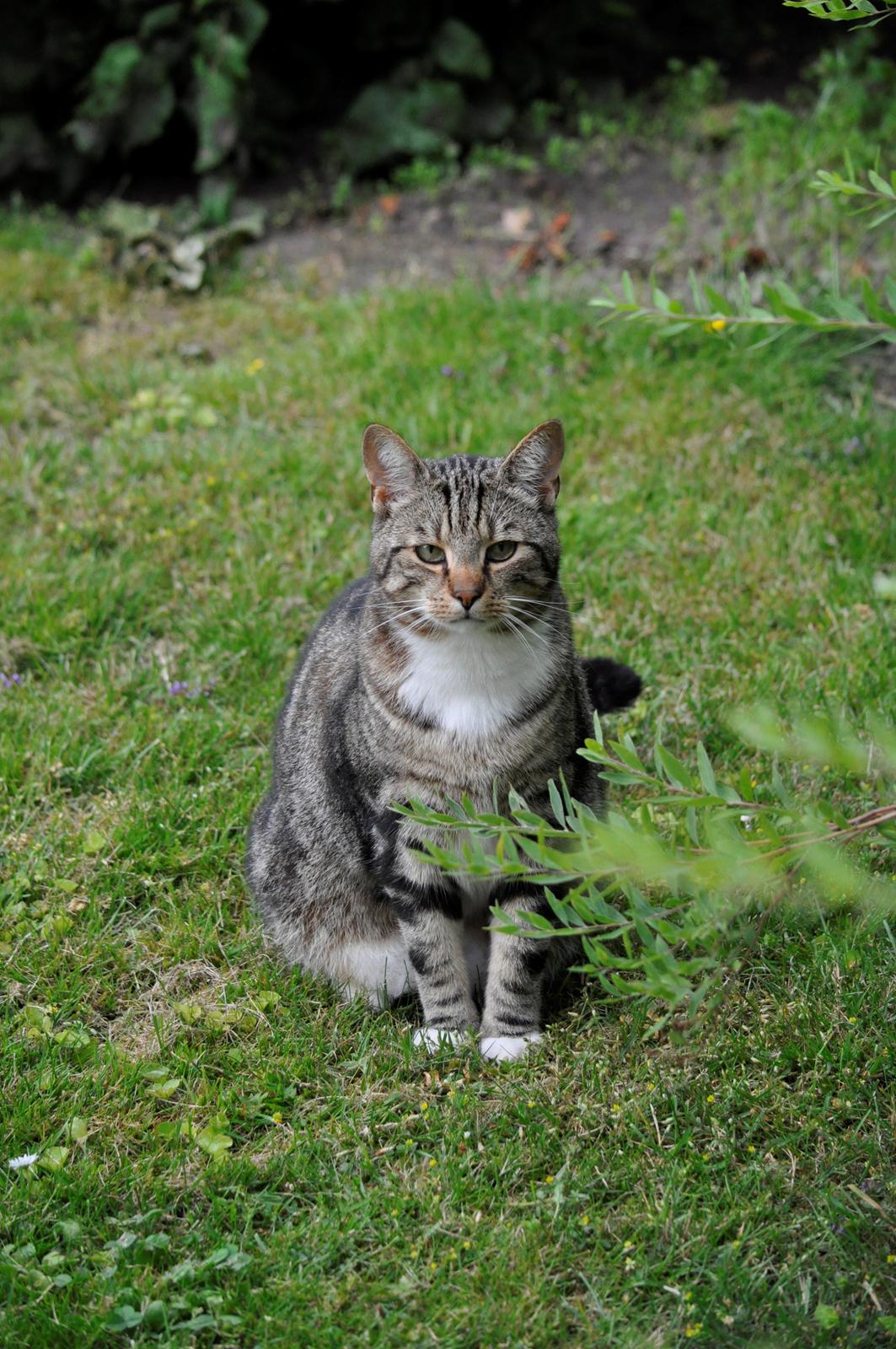 Huskat Milo *R.I.P.* billede 1