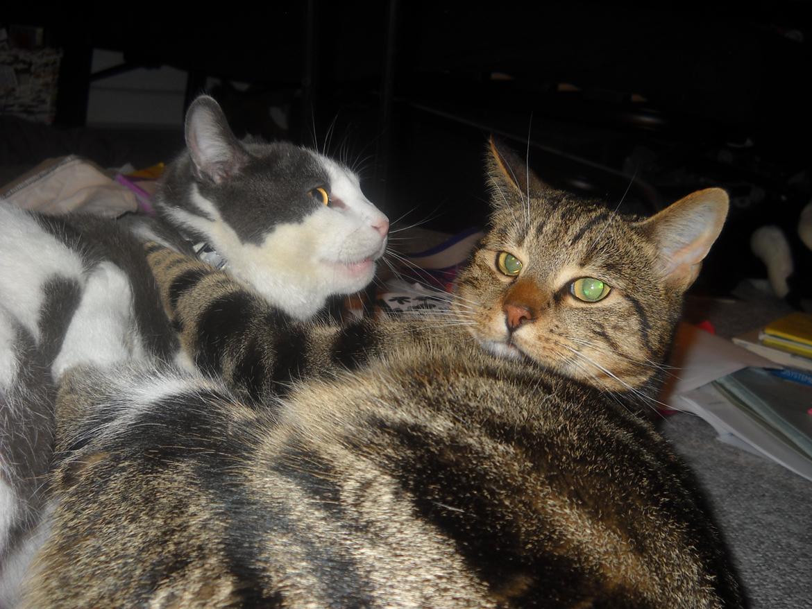 Huskat Milo *R.I.P.* billede 6