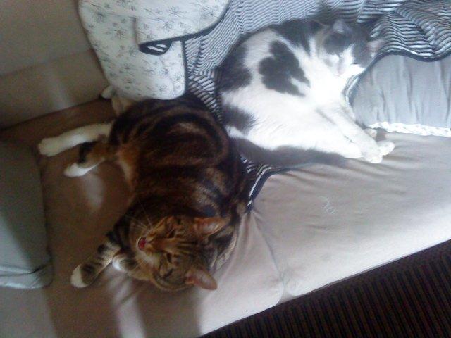 Huskat Milo *R.I.P.* billede 7