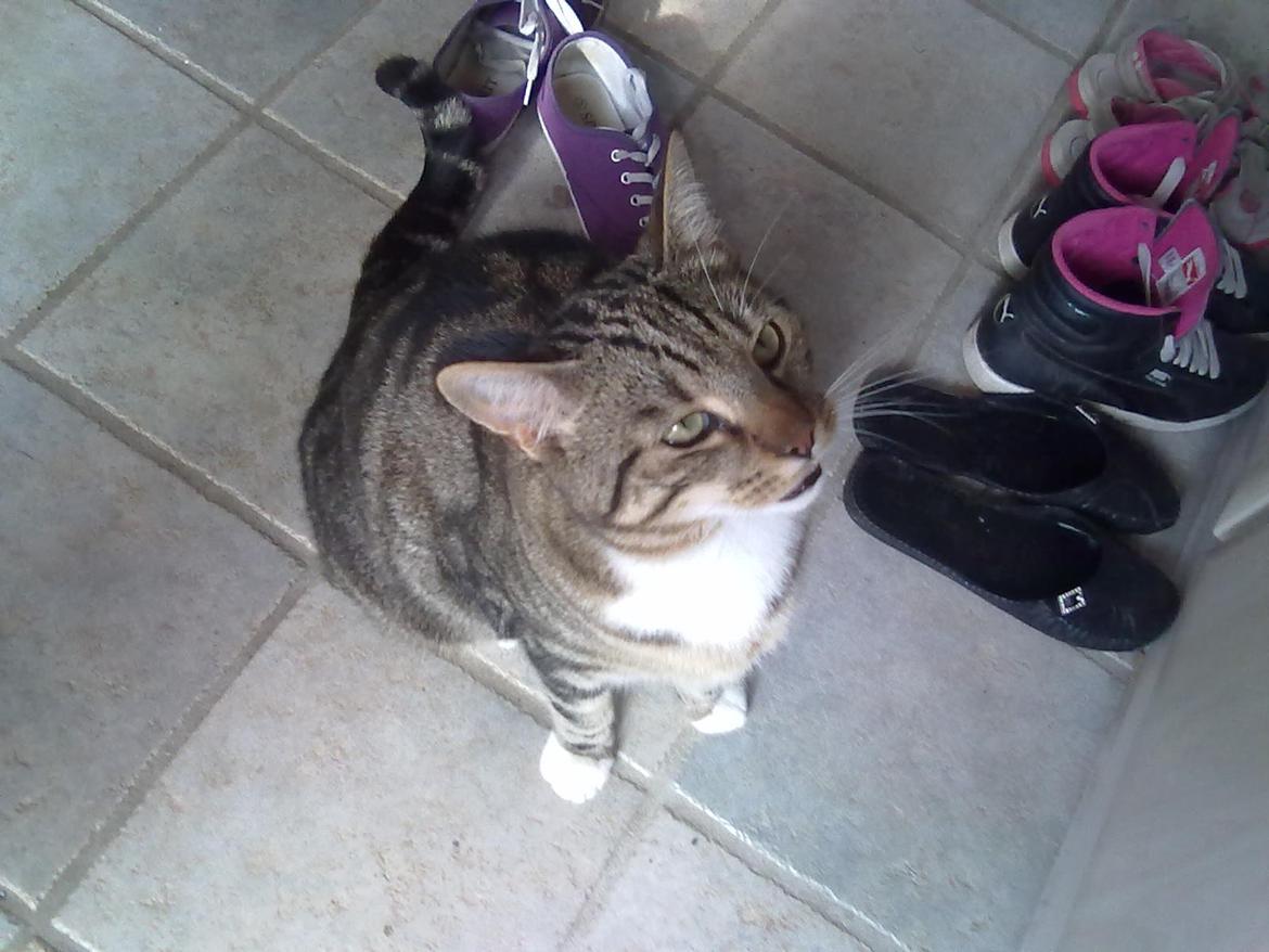 Huskat Milo *R.I.P.* billede 8