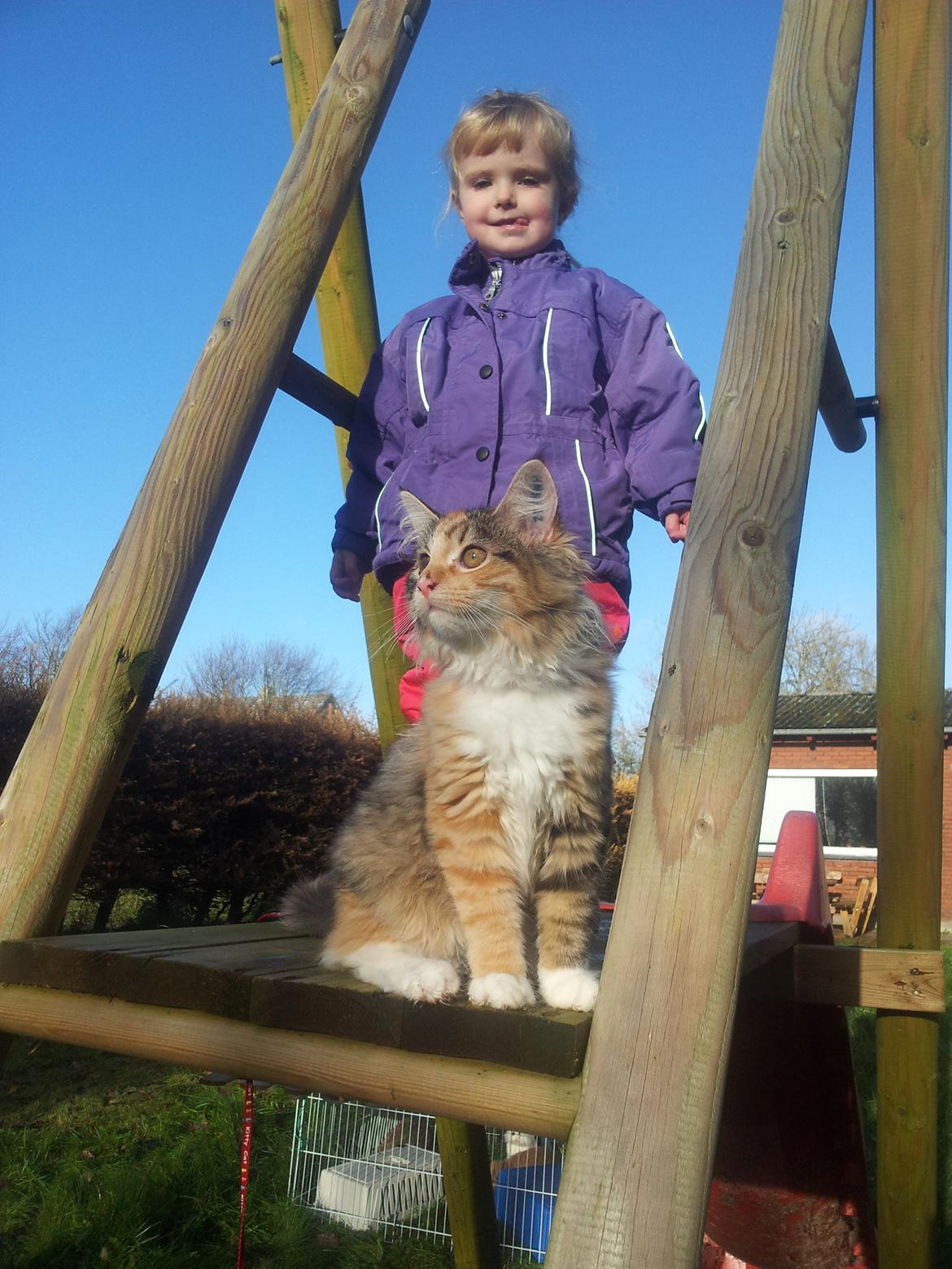 Maine Coon Fnuggi Tidl. kat billede 8