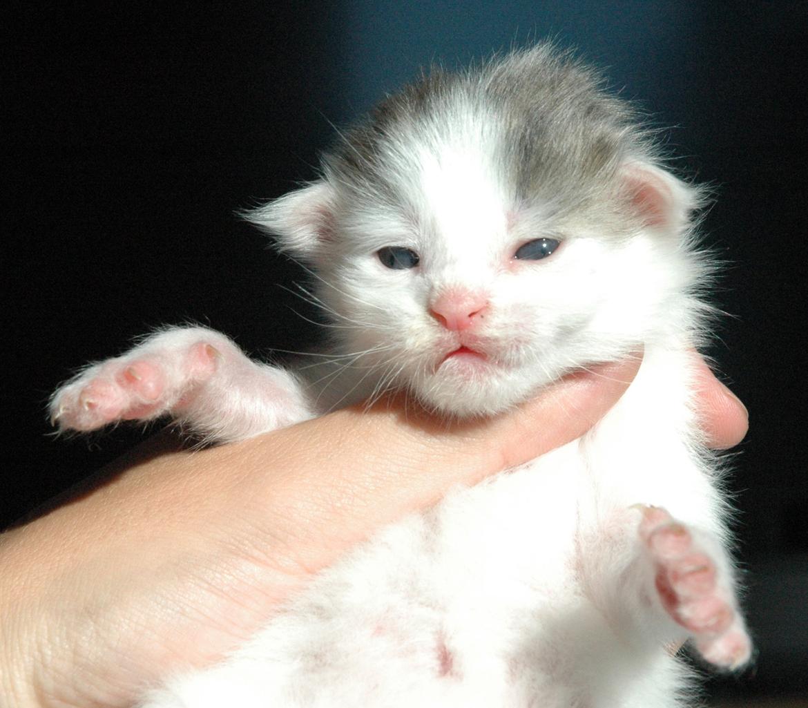 Maine Coon Catoma's Opus One - 2 uger billede 2