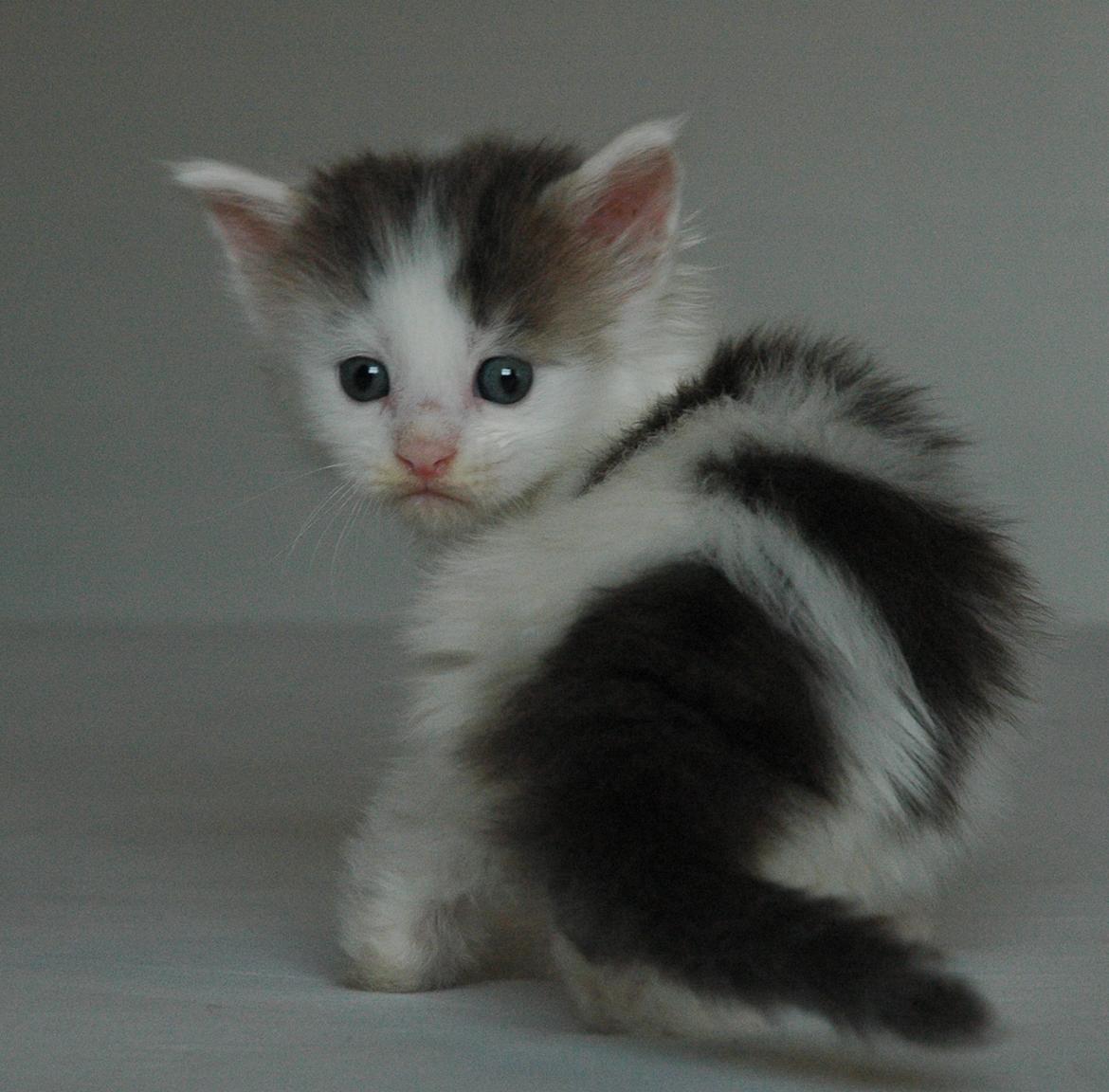 Maine Coon Catoma's Opus One - 5 uger billede 3