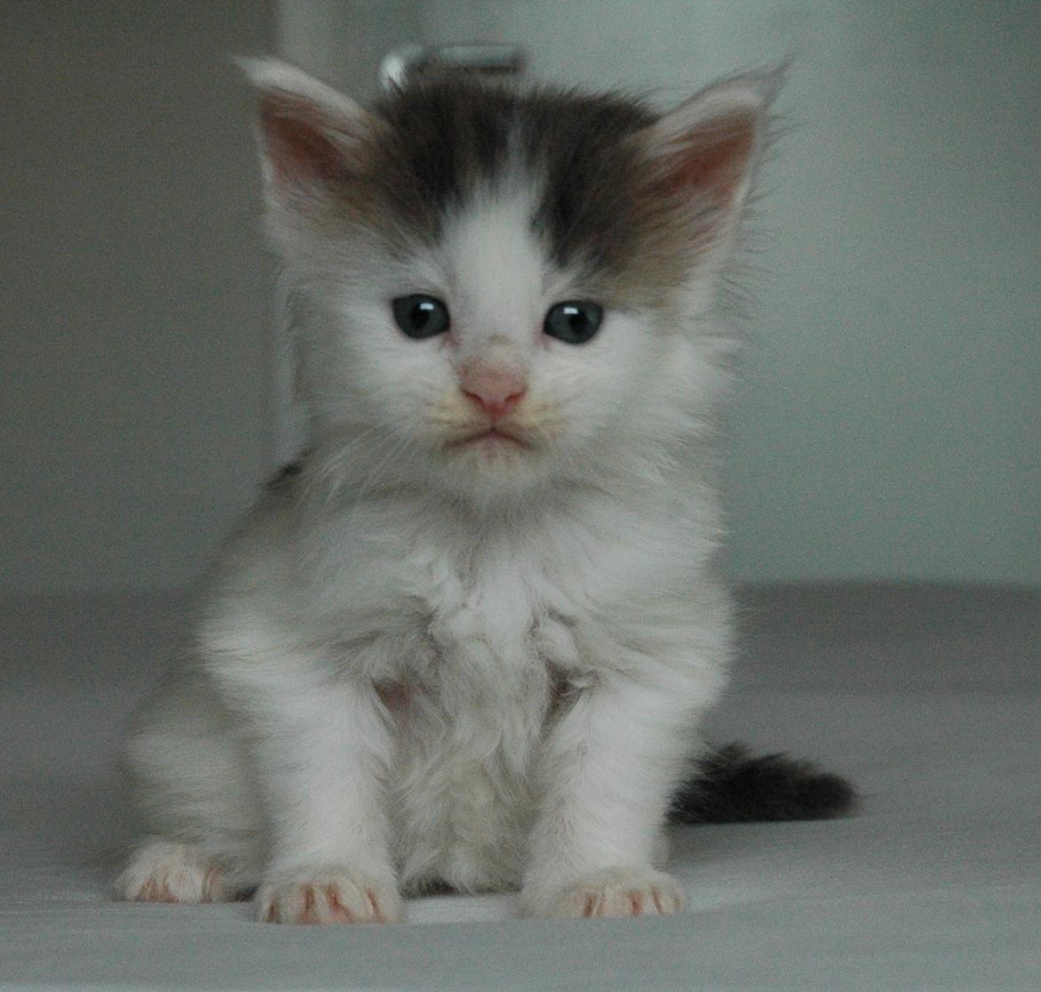Maine Coon Catoma's Opus One - 5 uger billede 4