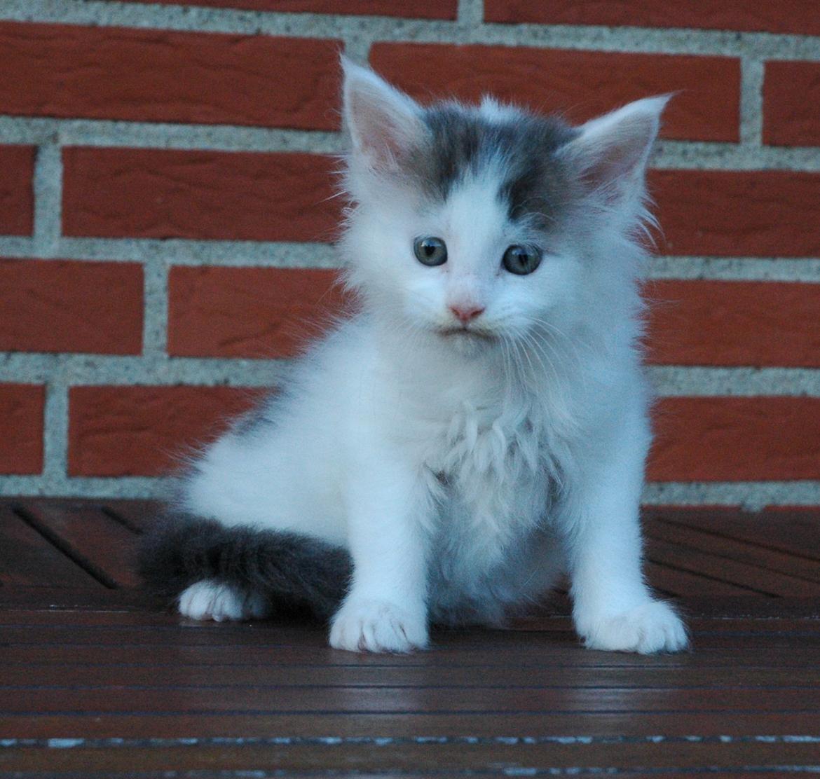 Maine Coon Catoma's Opus One - 7 uger billede 5