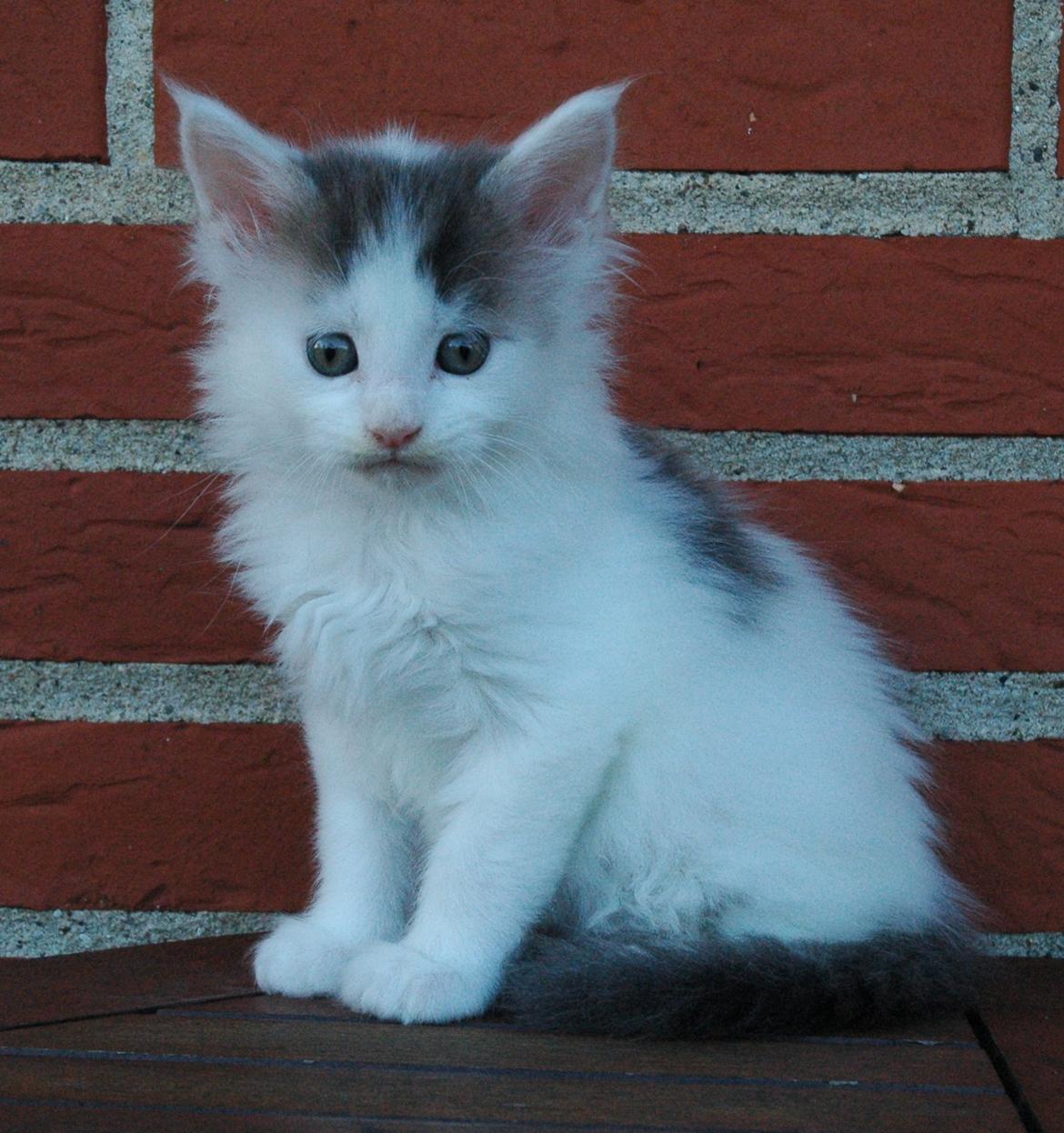 Maine Coon Catoma's Opus One - 7 uger billede 6