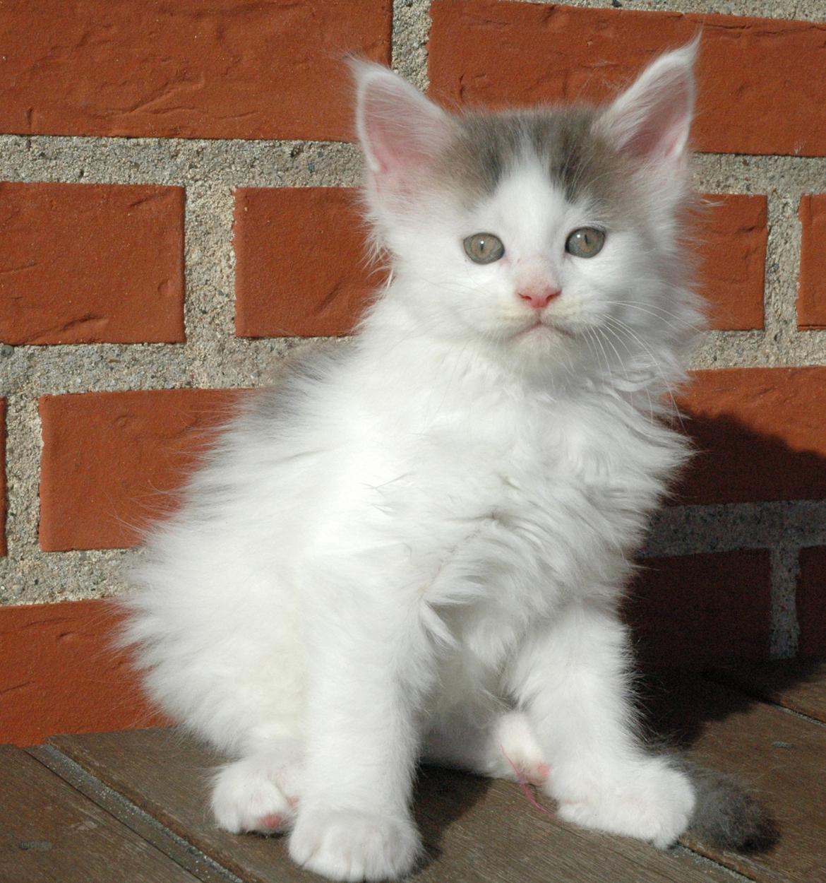 Maine Coon Catoma's Opus One - 8 uger billede 7