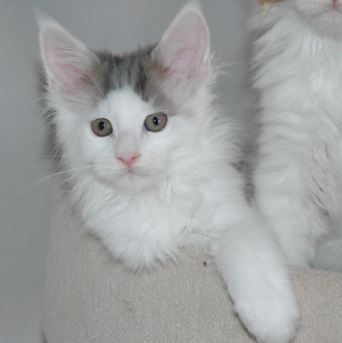 Maine Coon Catoma's Opus One - 10 uger billede 8