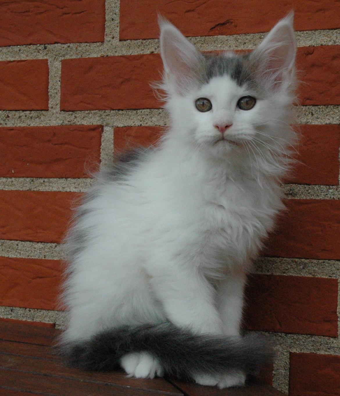 Maine Coon Catoma's Opus One - 11 uger billede 9
