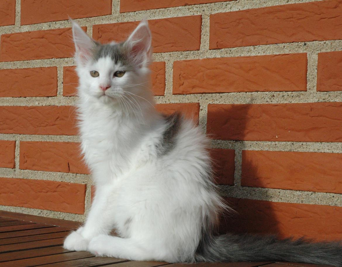 Maine Coon Catoma's Opus One - 12 uger billede 10