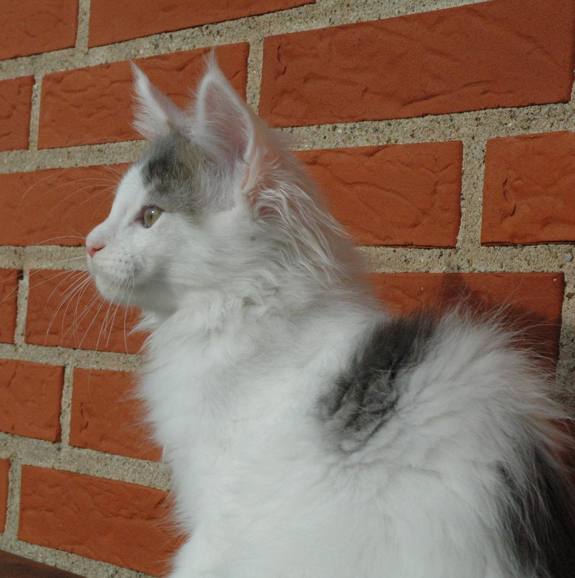 Maine Coon Catoma's Opus One - 12 uger billede 11