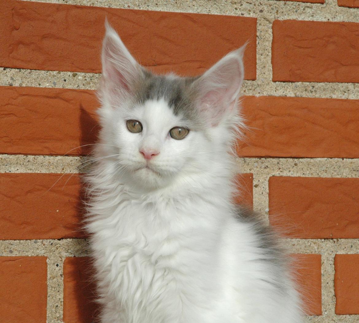 Maine Coon Catoma's Opus One - 12 uger billede 12