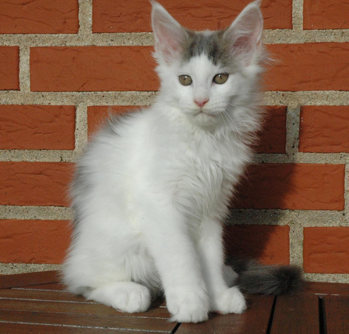 Maine Coon Catoma's Opus One - 12 uger billede 13