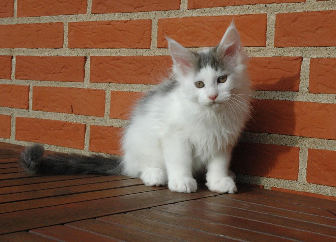 Maine Coon Catoma's Opus One - 12 uger billede 14