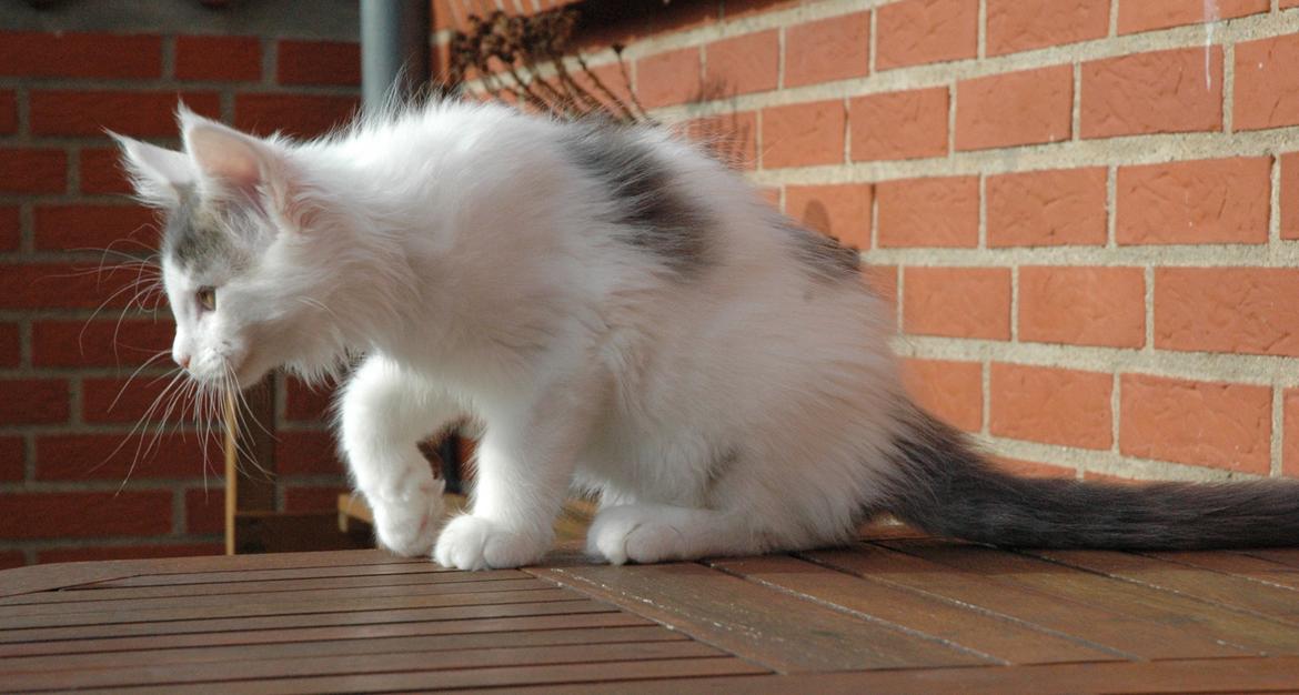 Maine Coon Catoma's Opus One - 12 uger billede 15