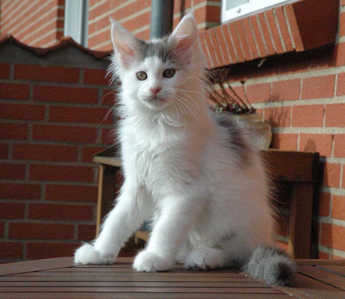 Maine Coon Catoma's Opus One - 12 uger billede 16