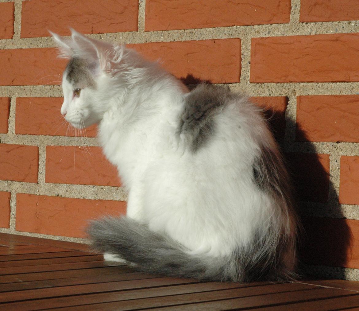 Maine Coon Catoma's Opus One - 15 uger billede 17