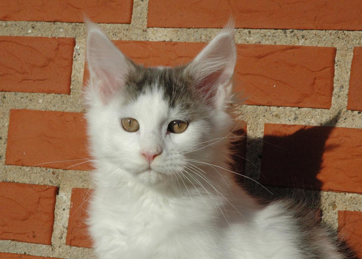 Maine Coon Catoma's Opus One - 15 uger billede 1