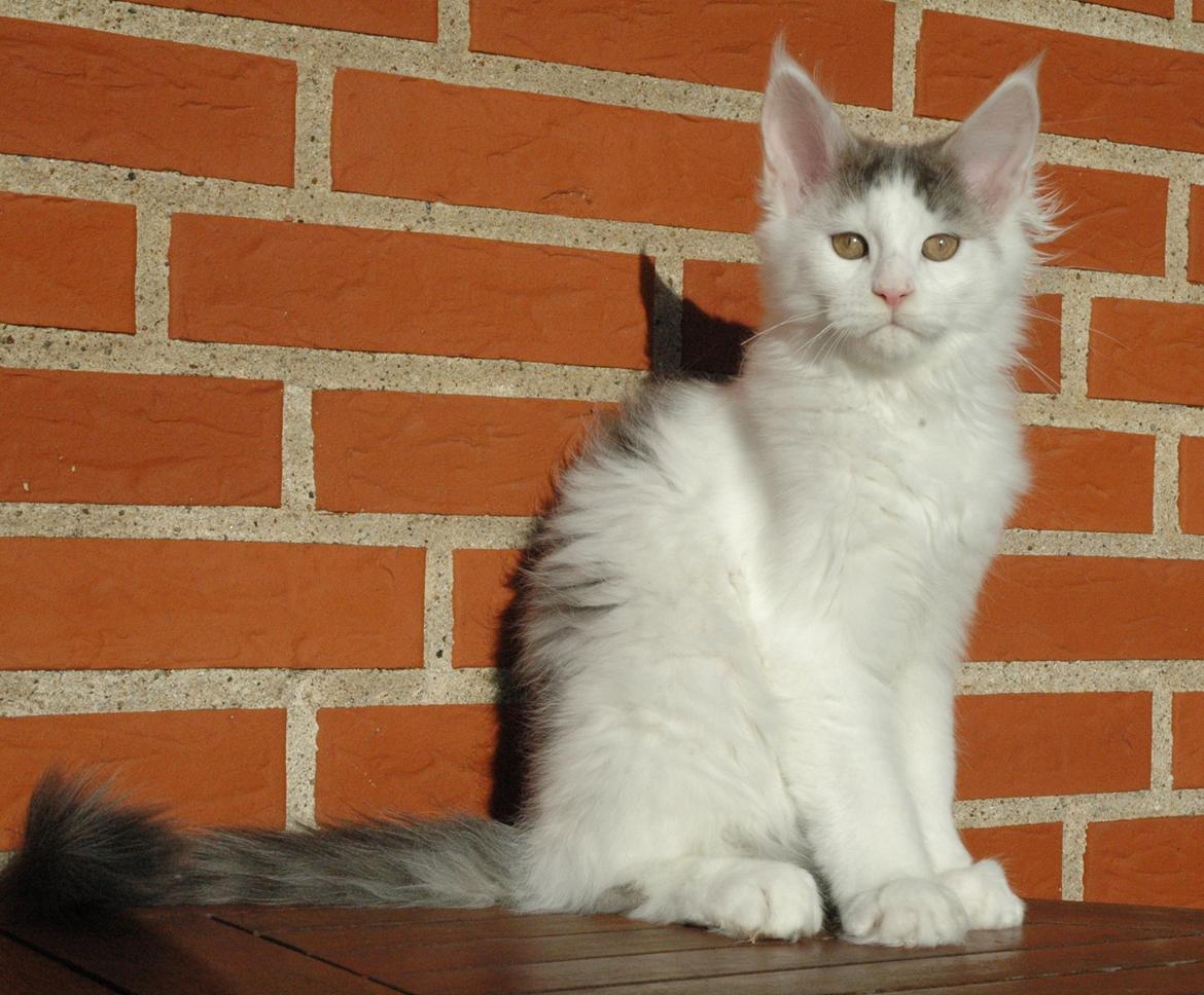 Maine Coon Catoma's Opus One - 15 uger billede 18