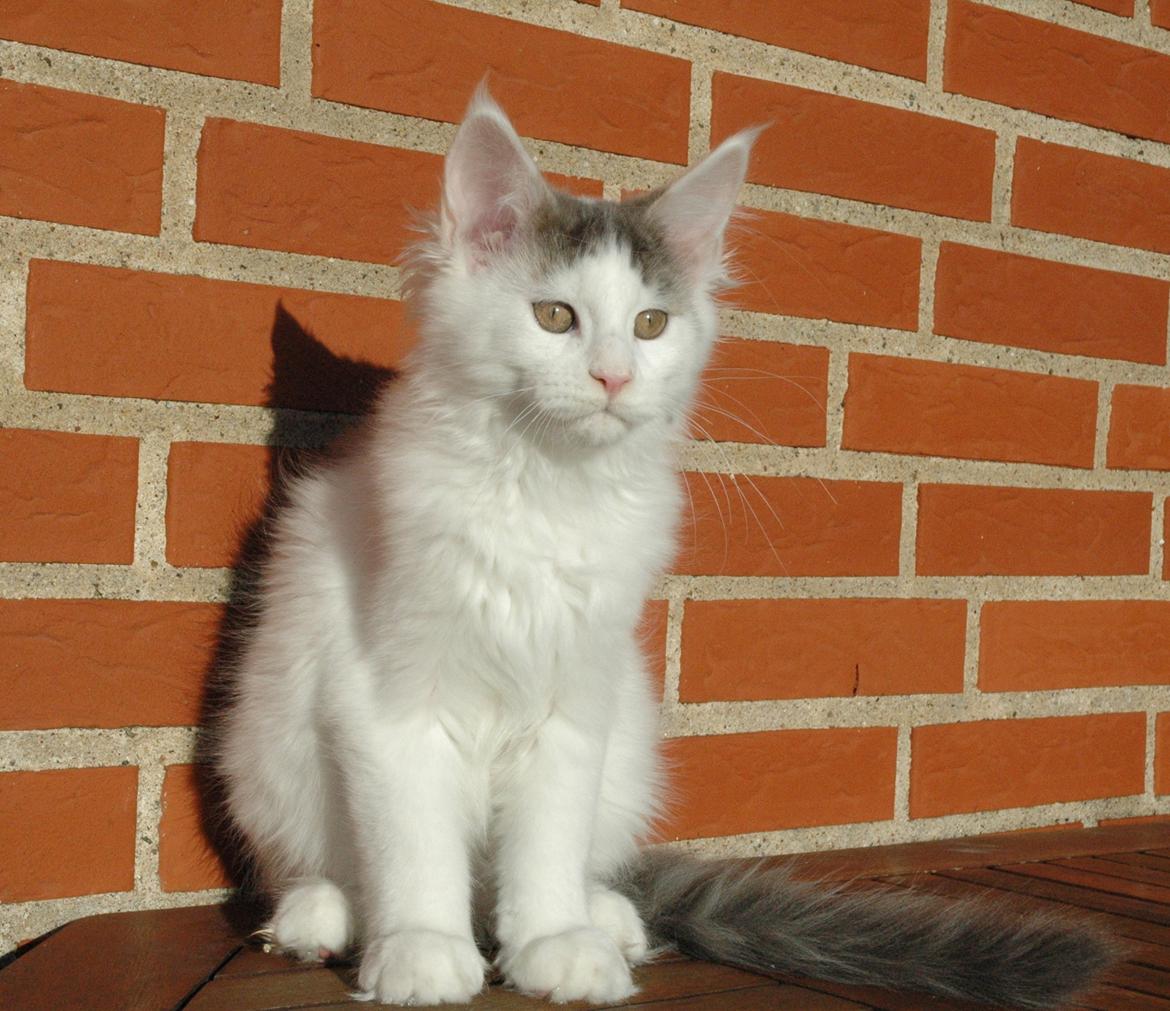 Maine Coon Catoma's Opus One - 15 uger billede 19