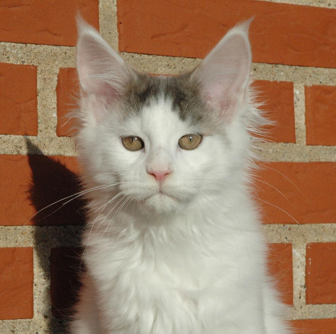Maine Coon Catoma's Opus One - 15 uger billede 20