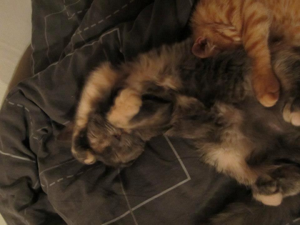 Huskat Pjevs - Åhrrr hvor er det bare dejligt med en lur:) billede 6