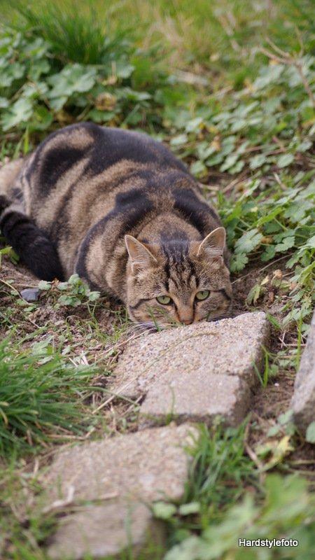 Huskat Bette (Himmelkat) - Tyksak på lur 
Nov. 2012 billede 6