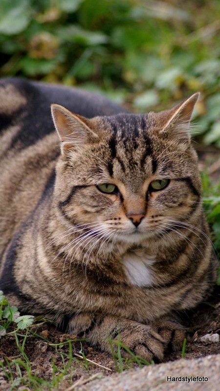 Huskat Bette (Himmelkat) - Fra nov. 2012  billede 4