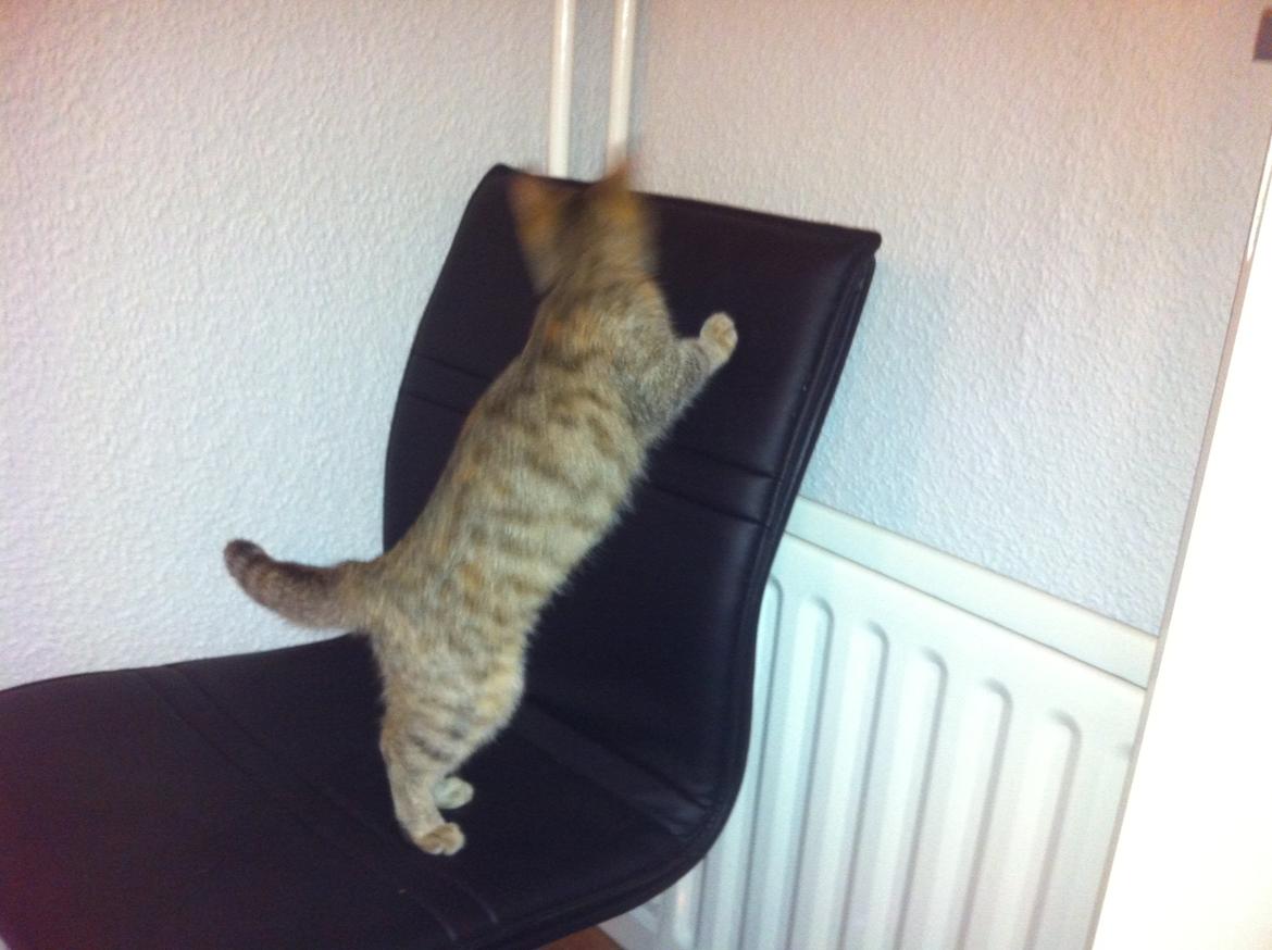 Huskat Bailey <3 - Alt skulle undersøges, samme dag som vi fik hende :) billede 4