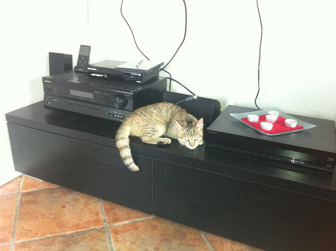 Huskat Bailey <3 - Hun ligger de mest mærkelige steder, men hun må jo ligge godt :) billede 5