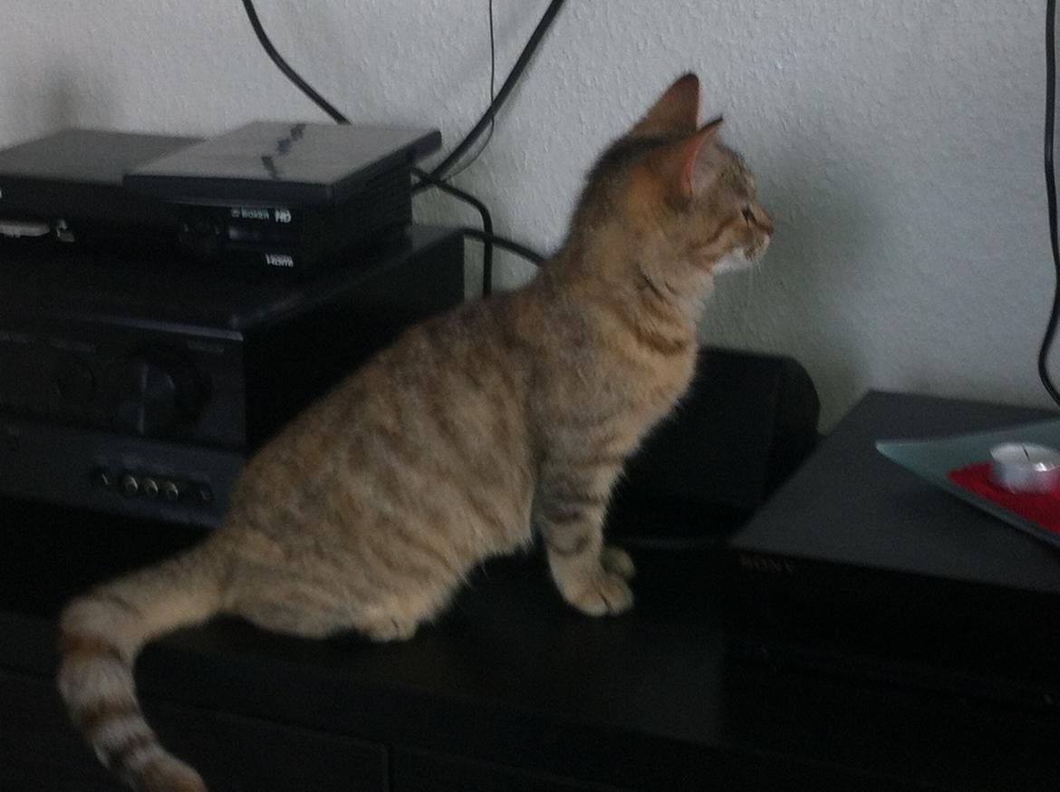 Huskat Bailey <3 - Holder øje med hva far laver ude i gangen :) billede 1